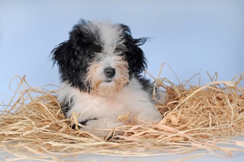 Havanese