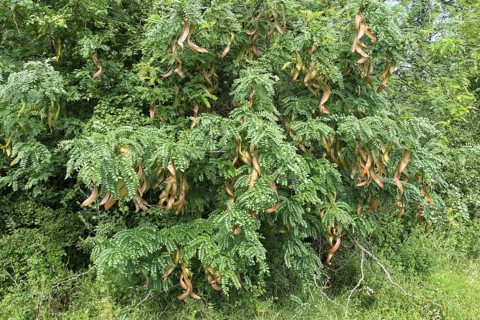 Carob tree (Ceratonia siliqua)
