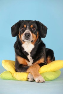 Entlebuch Mountain Dog