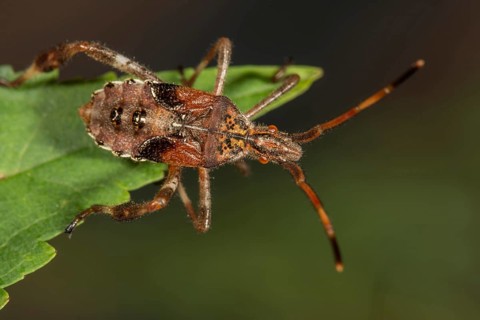 Western conifer seed bug (Leptoglossus occidentalis)