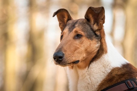 Shorthair collie
