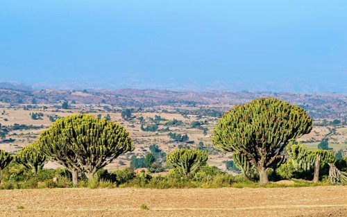 View over the Hawzien plain with yellow flowering candelabra trees in the foreground