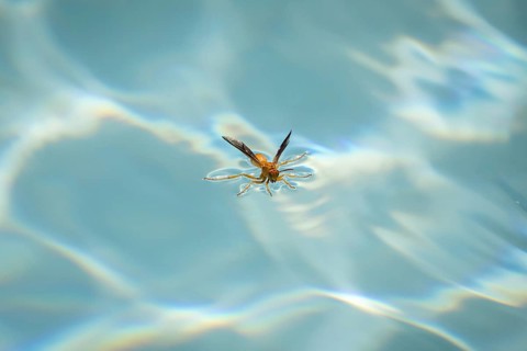 Red wasp (Polistes carolina) stands on water surface and drinks