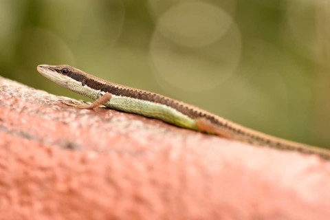 Adult speed lizard (Takydromus kuehnei vietnamensis)