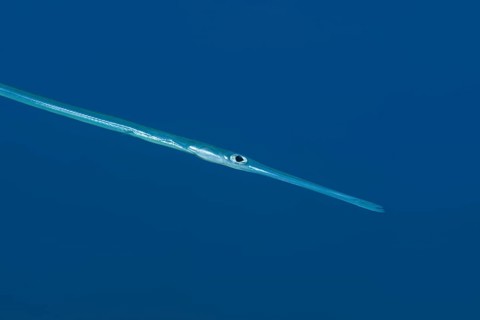 Portrait of Bluespotted Cornetfish (Fistularia commersonii) in the blue water background
