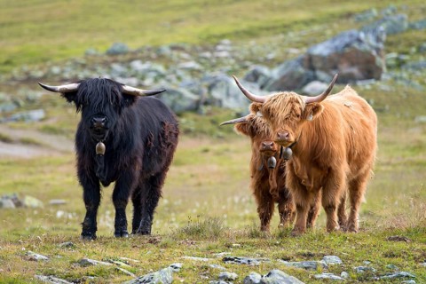 Scottish Highland cattle on the alpine pasture