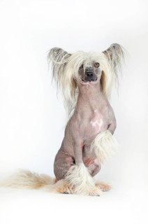 Dog breed Chinese Crested Hairless