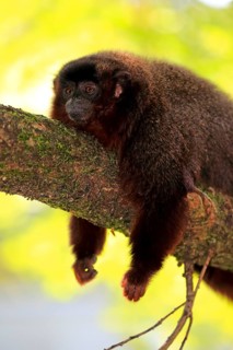 Coppery titi (Plecturocebus cupreus)