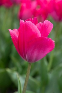 Pink Tulip blossom of Lady van Eijk
