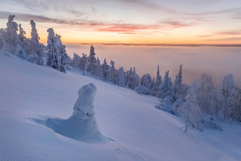 Fog over snowy trees at sunset