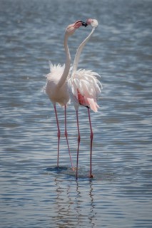 Greater flamingos (Phoenicopterus roseus) standing in shallow water
