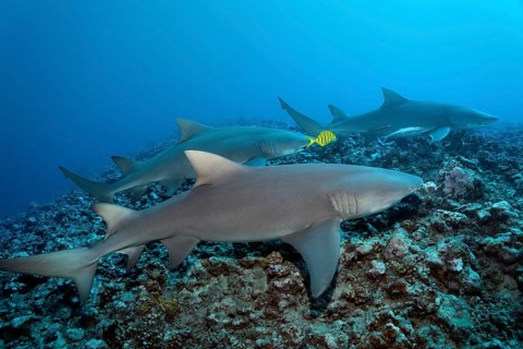 Three Sicklefin lemon shark (Negaprion acutidens) with Golden Trevally (Gnathanodon speciosus)