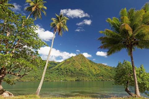 Palm trees at the edge of the shore road