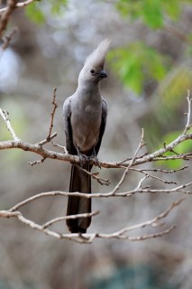 Grey Go-away-bird (Corythaixoides concolor)