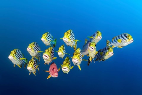 Mixed Swarm Oriental Sweetlips (Plectorhinchus vittatus) and two-spot red snapper (Lutjanus bohar)