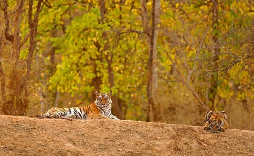 Bengal tiger (Panthera tigris tigris)