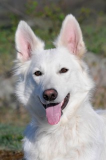 White Swiss Shepherd Dog