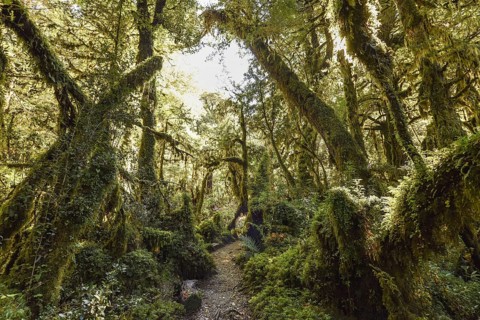 El Bosque Encantado