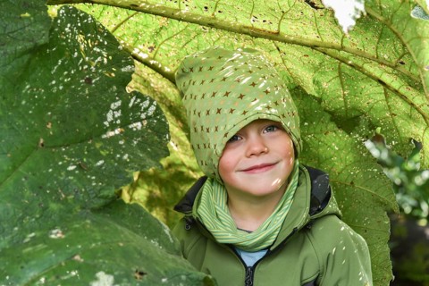 Little boy under Giant rhubarb (Gunnera manicata)