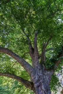 Maple-leaved plane tree (Platanus x hispanica)