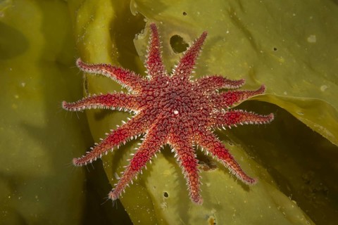 Common Sunstar (Crossaster papposus) on laminaria (Laminaria)