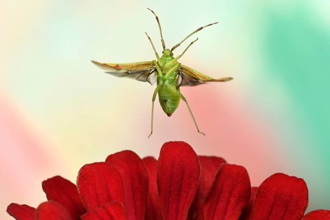 Pantilius tunicatus (Pantilius tunicatus) flies over a zinnia (Zinia elegans)