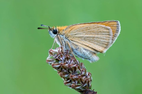 Essex skipper (Thymelicus lineola) on blossom