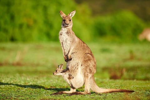 Eastern Gray Kangaroo (Macropus giganteus)