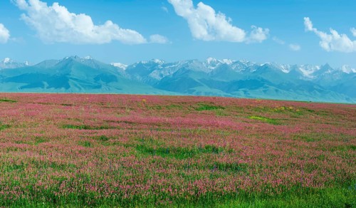 Wildflowers field in front of Tien Shan Mountain Range