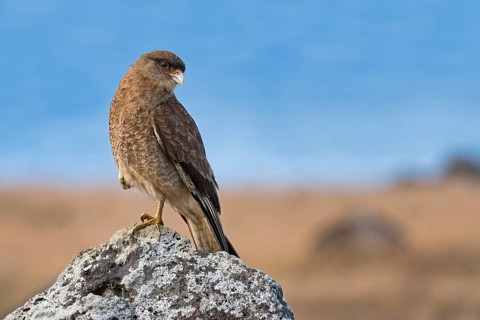 Chimango caracara (Phalcoboenus chimango) sits on rock