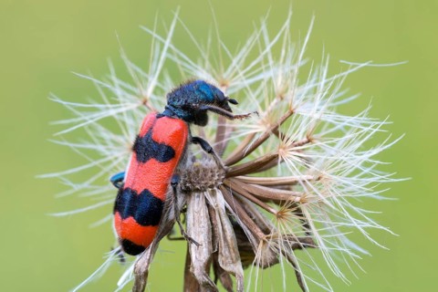 Bee beetle (Trichodes apiarius)