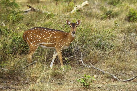 Chital (Axis axis)