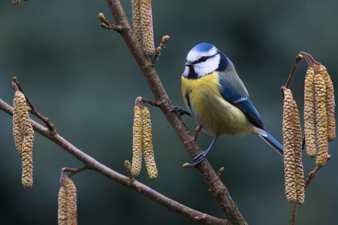Blue tit (Parus caeruleus)