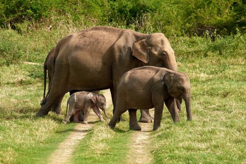 Group Sri Lankan elephants (Elephas maximus maximus) with young animal crossing a trail