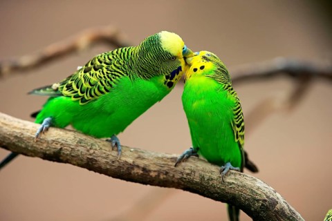 Budgies (Melopsittacus undulatus)