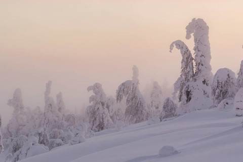 Snowy trees
