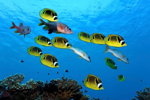 Swarm Raccoon butterflyfish (Chaetodon lunula)