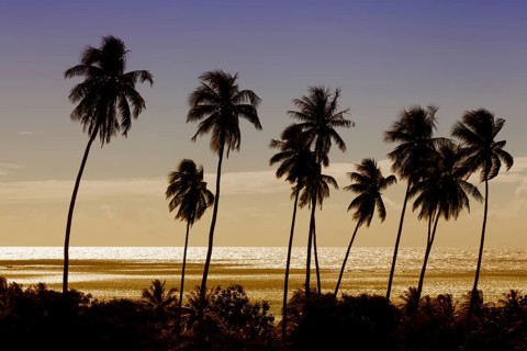 High palm trees (Cocos nicifera) in front of the golden sea in the sunset