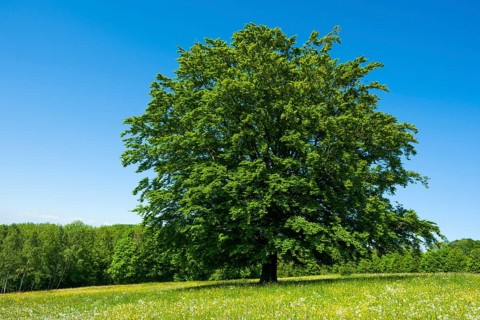 Common beech (Fagus sylvatica) stands in blossoming meadow