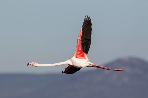 Greater Flamingo (Phoenicopterus roseus)