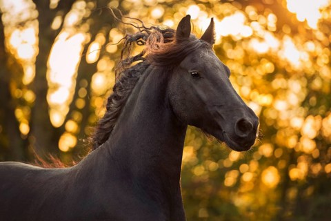 Friese (Equus)