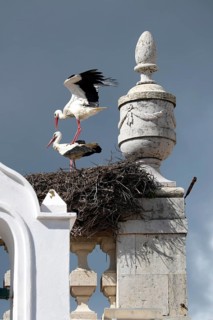 Storks (Ciconiidae) in nest on the Arco da Vila
