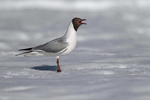 Mediterranean gull (Ichthyaetus melanocephalus)