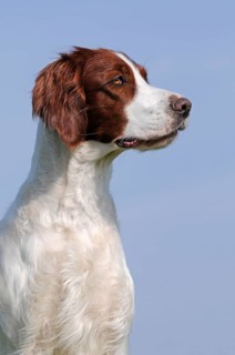 Irish Red and White Setter