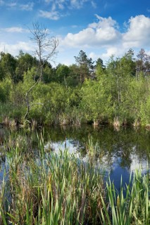View over the Regenmoor marshland and Neckar origin Schwenninger Moos