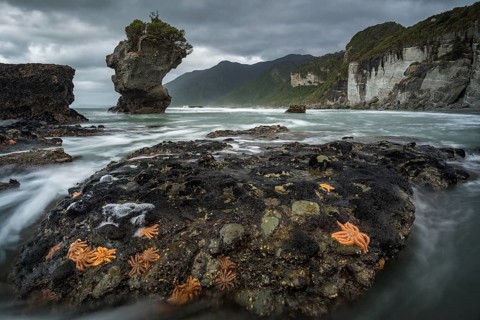 Starfishes on rocky coast
