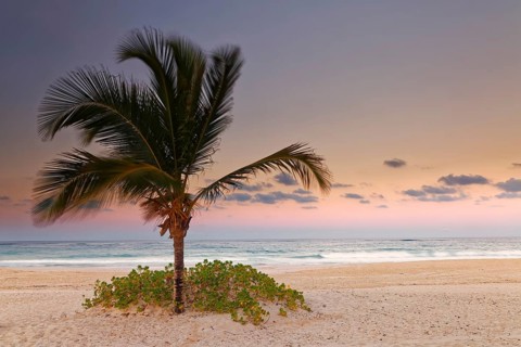 Dusk on the sand beach with palm tree