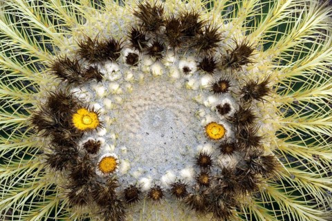 Golden barrel cactus (Echinocactus grusonii) with yellow flowers from above