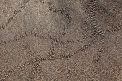 Animal tracks