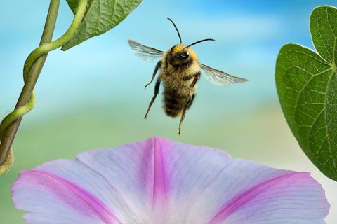 Common Carder-bee (Bombus pascuorum)